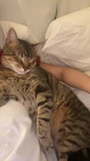 Pookah - Beautiful & Alone - FOSTER OR Home