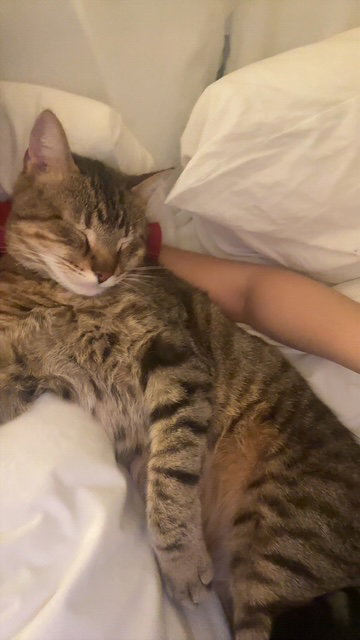 Pookah - Beautiful & Alone - Needs  a Home