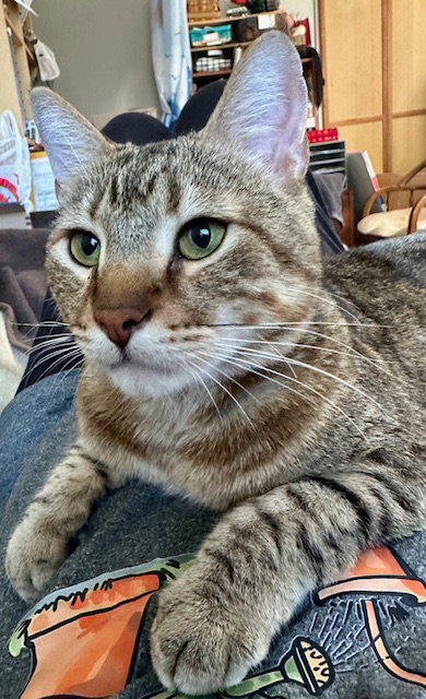 Pookah - Beautiful Jump Into ARMS- FOSTER OR Home, Adult Tabby / American Shorthair / Mixed (short coat), cat for adoption in Atlanta, Georgia