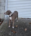 PRECIOUS SWEET/Homeless/Owner in Nursing Home
