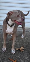 PRECIOUS SWEET/Homeless/Owner in Nursing Home