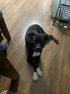 Jughead - The Goofy Good Boy