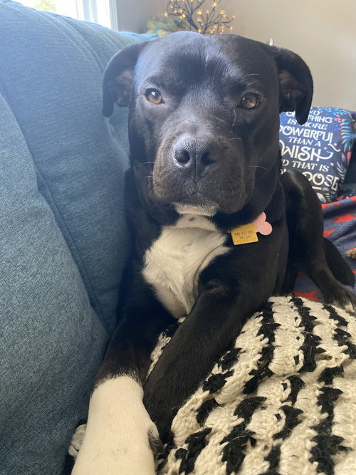 Jughead - The Goofy Good Boy