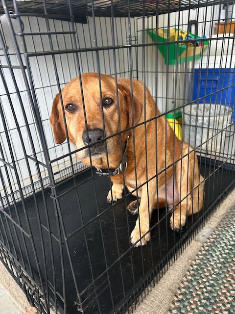 SADIE - Lovely Girl, Sr., NO time for HER