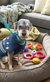 CHARLIE, SWEET, SWEET GRATEFUL BOY