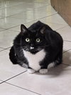 Dahlia - Fun TUX Personality - Unique!