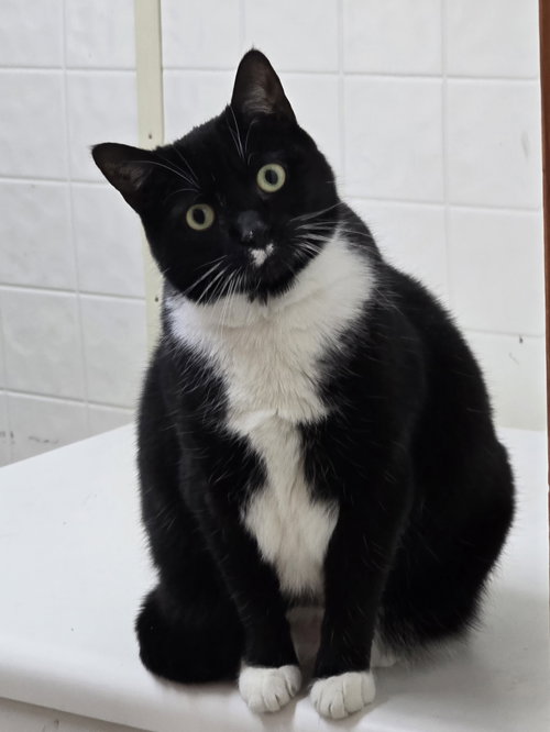 Dahlia - Fun TUX Personality - Unique!