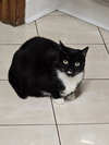 Dahlia - Fun TUX Personality - Unique!