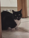 Dahlia - Fun TUX Personality - Unique!