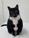 Dahlia - Fun TUX Personality - Unique!