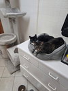 Dahlia & Ivy - PUBLIX Shopping cart Kittens!