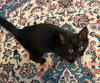 Miley - Hear Me Roar - Foster to Adopt