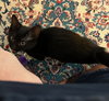 Miley - Hear Me Roar - Foster to Adopt