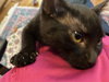Miley - Hear Me Roar - Foster to Adopt