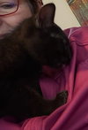 Miley - Hear Me Roar - Foster to Adopt