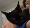 Miley - Hear Me Roar - Foster to Adopt
