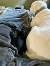 Miley - Hear Me Roar - Foster to Adopt