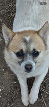 Mia & Shari (Mom/pup duo)/POM/CHI Mix