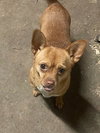 Mia & Shari (Mom/pup duo)/POM/CHI Mix