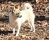 Mia & Shari (Mom/pup duo)/POM/CHI Mix