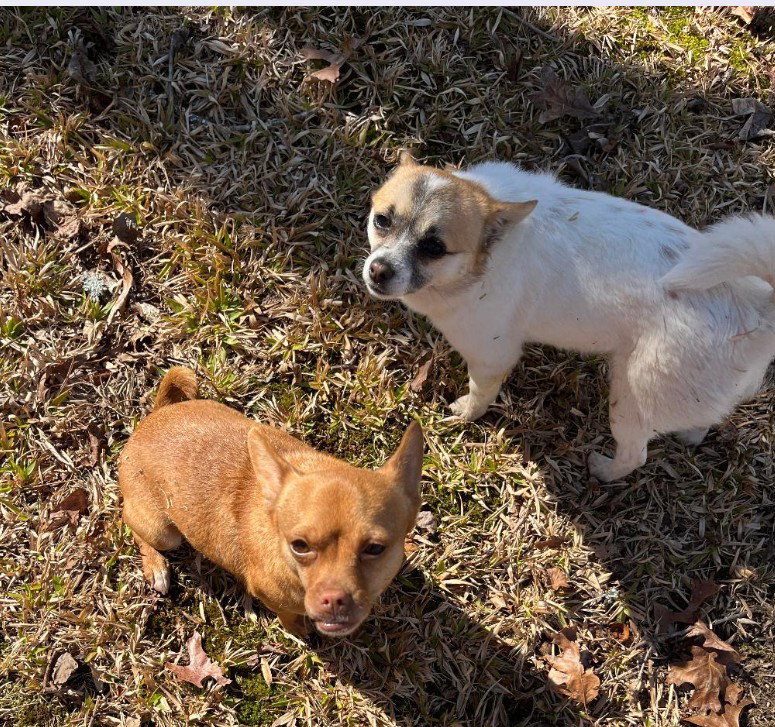 Mia & Shari (Mom/pup duo)/POM/CHI Mix Image