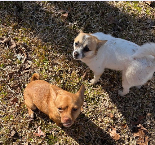 Mia & Shari (Mom/pup duo)/POM/CHI Mix