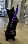 Tiny Muse - Small Cat, Big Inspiration