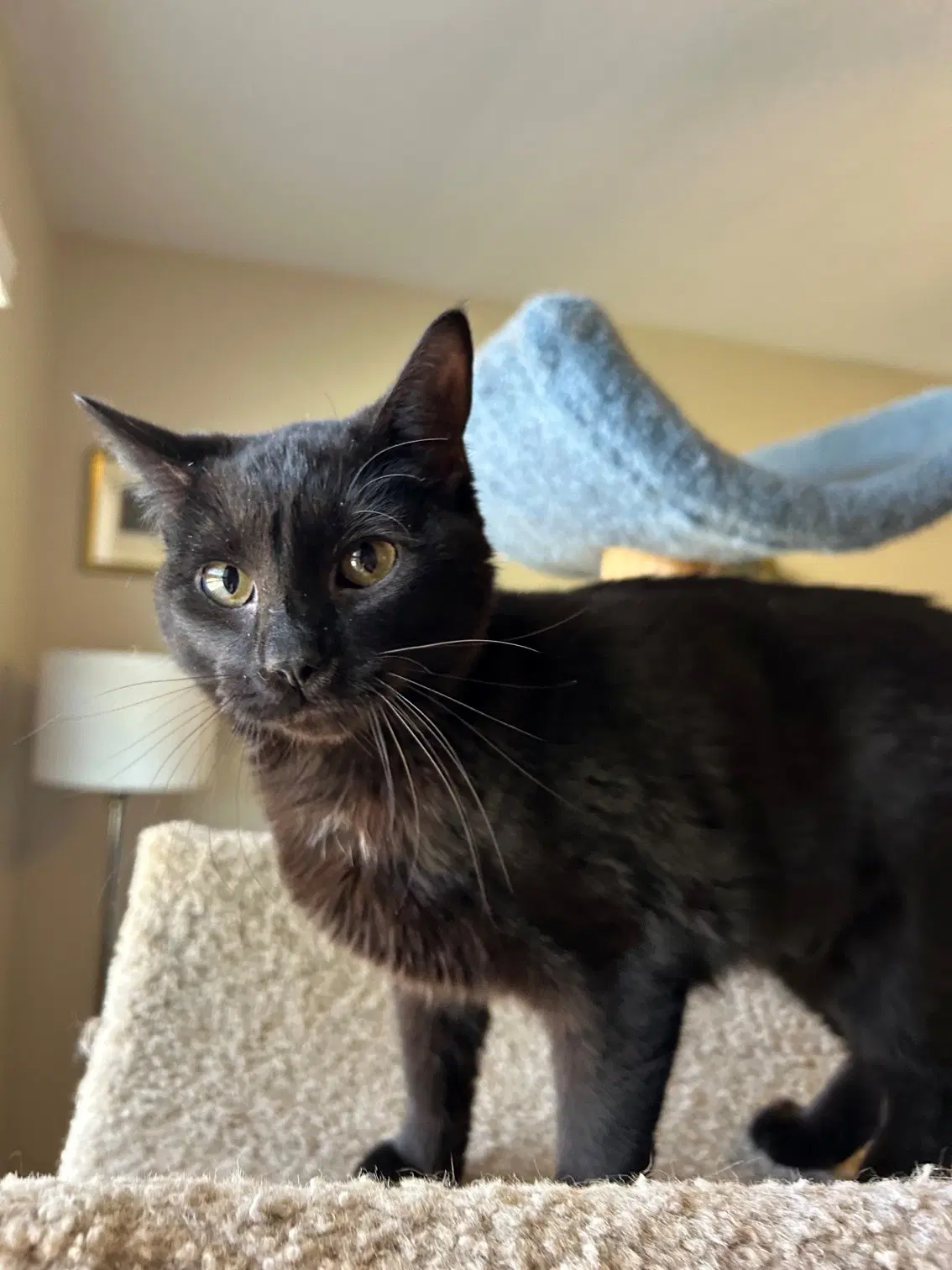 Minky - Small Cat Big Inspiration Perfect - Bombay