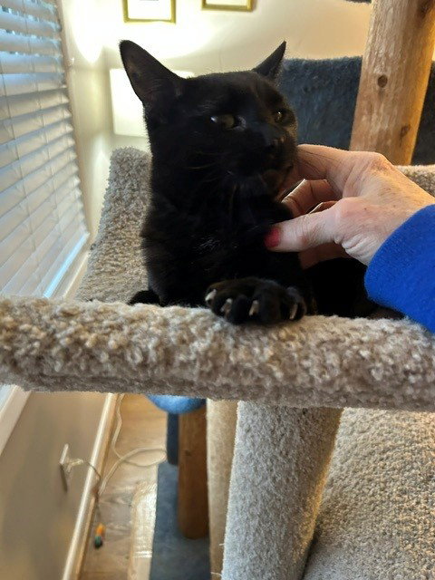 Photo 5 of MINKY - Small Cat, Big Inspiration; PERFECT