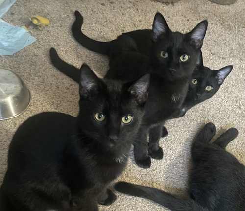 Orbit, Star, Cosmo, Moondust, Twinkle