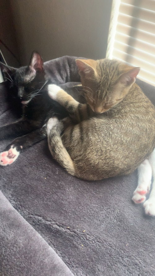 King & Prince - Bonded Pair