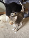 King & Prince - Bonded Pair