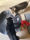 King & Prince - Bonded Pair