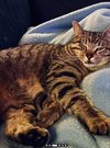 Ollie - Comes when called. Stays for snacks!
