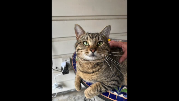Ollie - Comes when called. Stays for snacks!