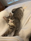 Carly Wayne Kitten- BIG, BOLD, The BOSS! Kitten