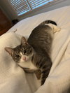 Carly Wayne Kitten- BIG, BOLD, The BOSS! Kitten