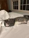 Carly Wayne Kitten- BIG, BOLD, The BOSS! Kitten
