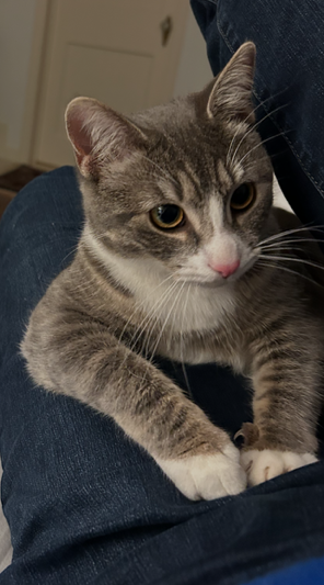 Carly - Pop Princess! BIG Kitten, FUN, Huggy/Wild