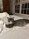 Carly Wayne Kitten- BIG, BOLD, The BOSS! Kitten
