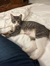 Carly Wayne Kitten- BIG, BOLD, The BOSS! Kitten