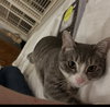 Carly Wayne Kitten- BIG, BOLD, The BOSS! Kitten