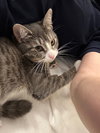 Carly Wayne Kitten- BIG, BOLD, The BOSS! Kitten