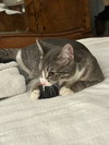 Carly Wayne Kitten- BIG, BOLD, The BOSS! Kitten