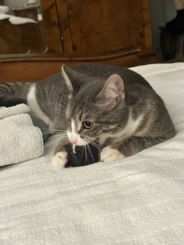 Carly - Pop Princess! BIG Kitten, FUN, Huggy/Wild