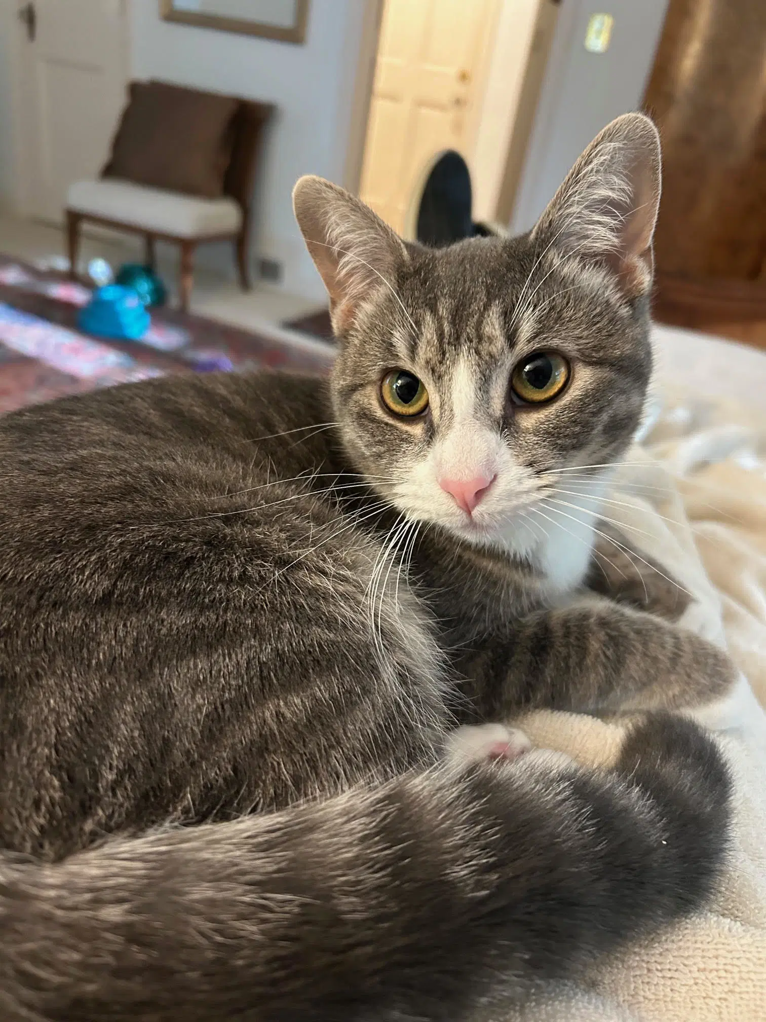 Barbie - Sweet Perfect Abandoned - Domestic Short Hair