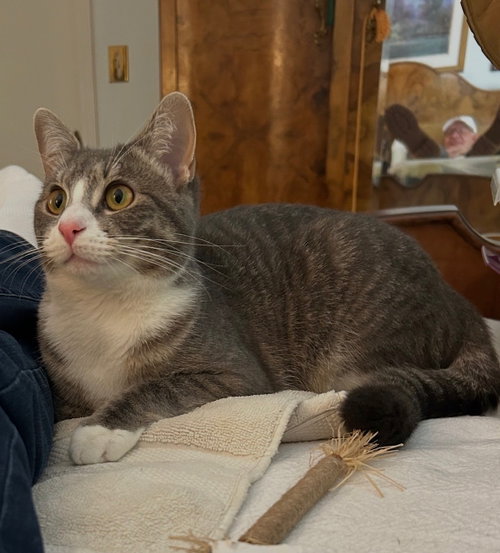 CARLY Cutie - BIG, BOLD, SWEET  :), an adoptable Tabby in Atlanta, GA