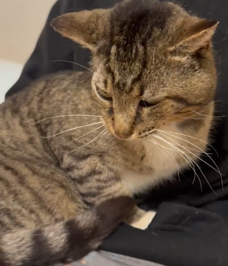 Larry - The Tough-Looking Softie