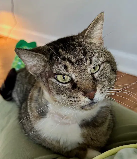Larry - Just Wants To Be Loved - Tabby