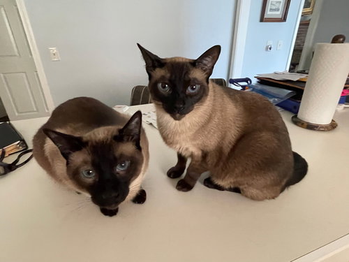 Rook & Bishop - Checkmate BEAUTIES Bonded Brothers, Adult Siamese (short coat), cat for adoption in Marietta, Georgia